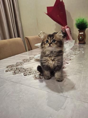 Pişiklər: Britan, Erkək — 7