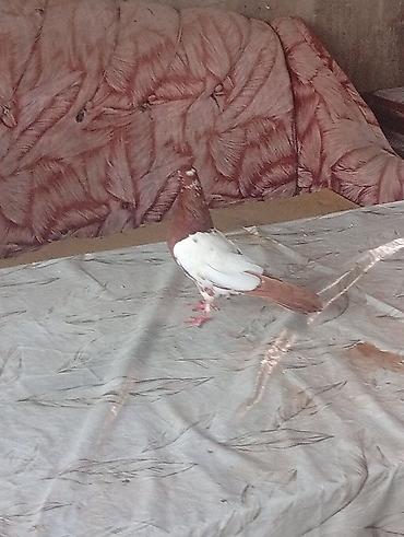 qəfes: Qızılı-qəhvəyi və ağ rəngli zərif göyərçin - Rəng: baş və quyruq — 3