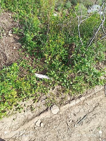 Torpaq sahələrinin satışı: Tikinti, Müqavilə — 9