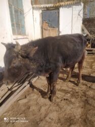 животные для дома: Сатам | Бука (эркек) | Бордоп семиртүү үчүн