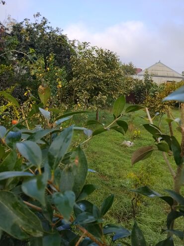 Ağaclar: Məhsul: Meyvə ağacları ilə yaşıllıq sahəsi (həyətyanı bağ)Günəşli — 6