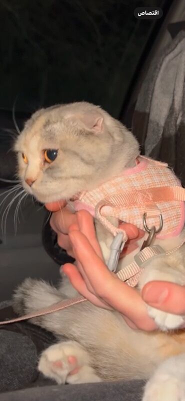 где можно купить шотландского вислоухого котенка: Скотиш Фолд (Шотландская вислоухая), 1 год, Девочка, Биколор, Приучена к лотку