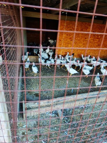 продать животных: Продаю | Куры, Петух | На забой, Для разведения, Несушки