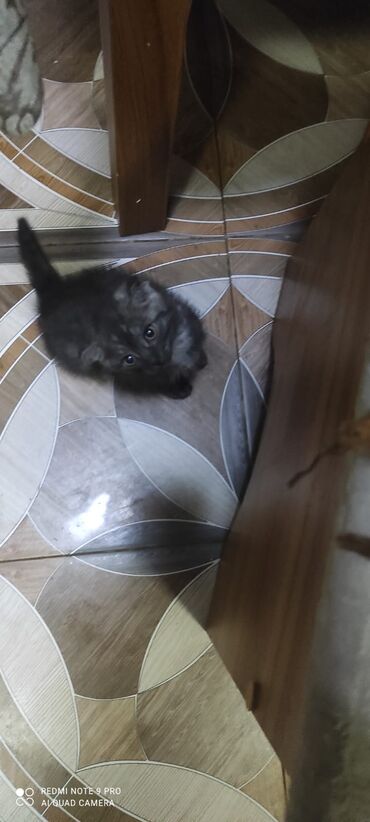 Pişiklər: Şotland, Erkək, Dişi — 3