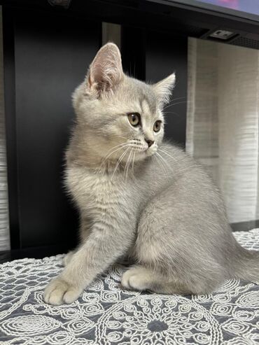 маленькие коты: Продается очень красивая чистокровная шотландская девочка Scottish