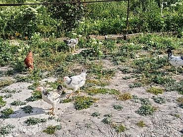 Toyuqlar: 11ədəd kənd cücələri.dermansiz böyüdülmüş.3ay10gunlukdu.etraflu — 1