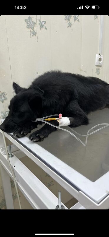 ветеринар на выезд: Собаку сбили на светофоре Ленина/Заречная в Покровке. Сбили и бросили