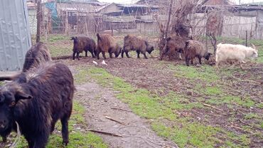 молочные козы в кыргызстане: Продаю | Коза (самка)