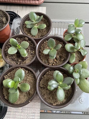 puste agaci: Pul gulu (crassula ovata) her biri 2 azn