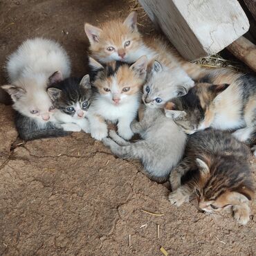 Кошки: Уличные котята ищут дом. Скоро похолодает замёрзнут малыши 🥺 надеюсь