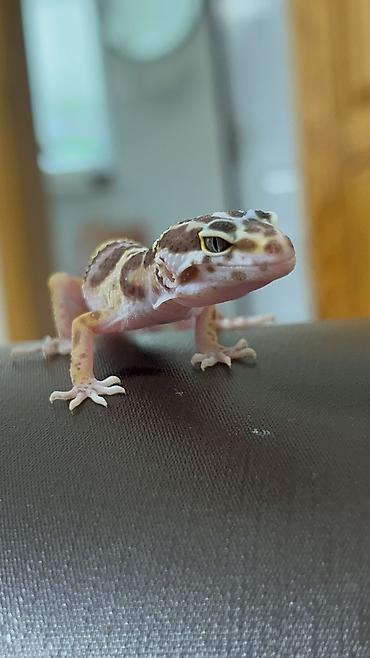 taxta qurdu: Bearded dragon ( aqama ) ve gecko ( eublefar ) kertenkele balalari — 3