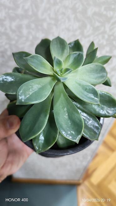 dibcek: Echeveria elegans (Meksika qartopu) Dibçək gülü — 1
