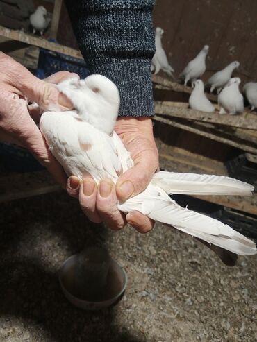 Göyərçinlər: Ağ rəng üstünlük təşkil edən ev göyərçinləri – dəst halında. - — 5