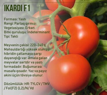 Toxumlar: Aluzze qarpiz toxumu — 21