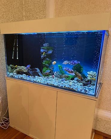 сколько стоит аквариум: . Salam.Akvarium altligilə birlikdə satilir Uzunlugu 1.20 Eni 50 — 2