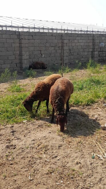 qoyun satılır: Erkək, Qala, il: 1, Damazlıq, Ünvandan götürmə