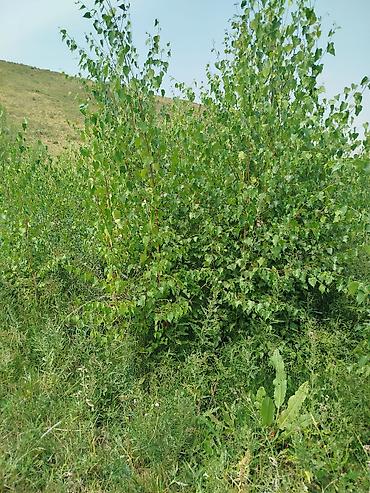 Берёза: Саженцы Платная доставка — 17