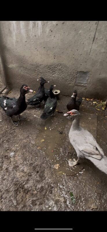 Ördəklər: Erkək, | Lal ördək, Ətlik — 7