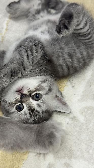 Продажа кошек: Три кошки и один кот Породистые котята серебристого окраса — 6