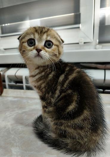 Продажа кошек: Скотиш Фолд (Шотландская вислоухая), 2 месяца, Девочка — 1