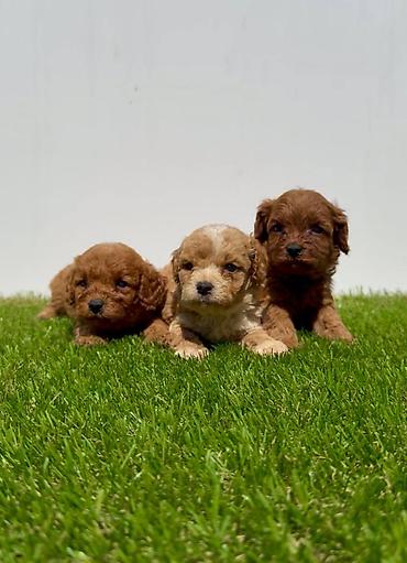 Psi: Cavapoo-Kavapu (cavalier king charles spaniel + pudla) Cavapoo, u — 8