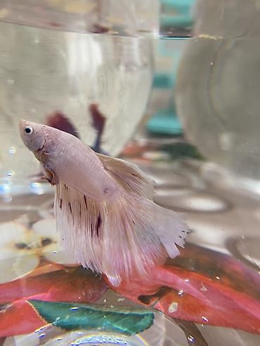 cat şuşə: Betta (Petuşok balığı), Sülhsevər — 2