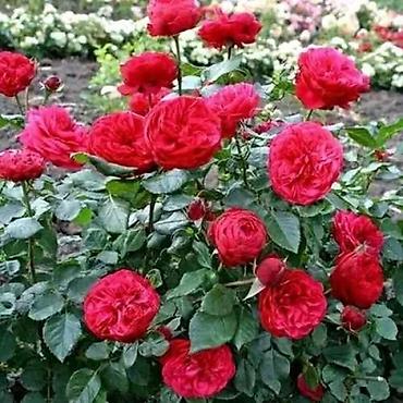 Роза: Роза цена договорная - Крупный махровый бутон классической формы — 5