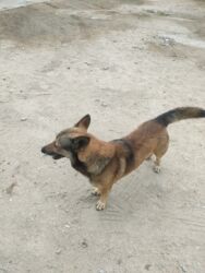 İtlər: Zvonok, 1 il, Erkek -da lalafo.az — 6 İtlər: Zvonok, 1 il, Erkek — 6