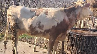 Inəklər, öküzlər: Dişi, Simental, il: 3, 450 kq — 2