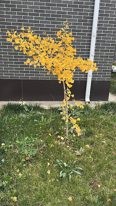 Продажа коттеджей и домов: В условиях опасной экологической ситуации в бишкеке! Успейте — 12