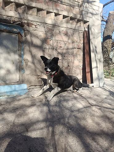 Продажа собак: Колли, 7 месяцев, Самец — 3