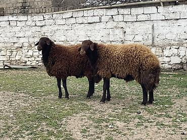 qoyun qiymetleri: Erkək, Qala, il: 1, 120 kq, Damazlıq, Ünvandan götürmə — 8