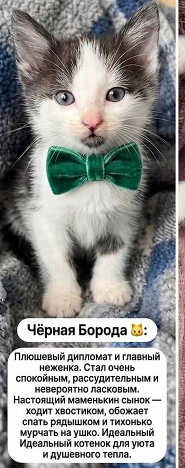ат башы там: Бишкек!!!! Домашние’Три очаровательных котенка ищут дом 🐾 Дома уже 2 — 3