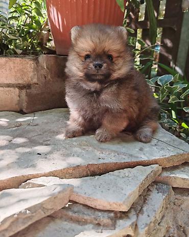 Psi: Pomeranski špic – štenad - Rasa: Pomeranac (Spitz) - Tip: sitni — 3