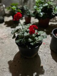 Otaq bitkiləri: Qırmızı çiçəkləri olan saksı geranium (Pelargonium) - Parlaq qırmızı — 9