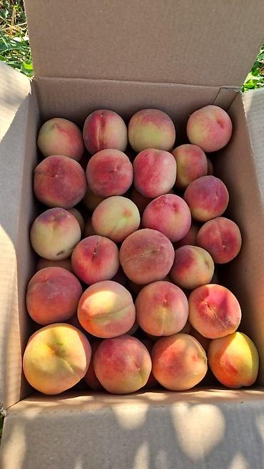 Продажа участков: 100 соток, Для бизнеса, Договор купли-продажи at lalafo.kg — 21 Продажа участков: 100 соток, Для бизнеса, Договор купли-продажи — 21