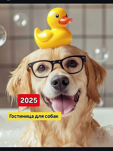 взять машину в аренду в бишкеке: Платная Гостиница для собак. ☎️ . В отпуск без собаки! Платная