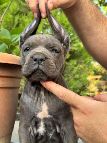 İtlər: Kane-Korso — 5