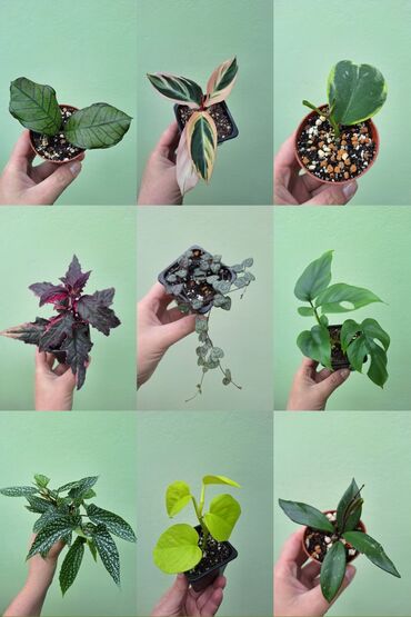Другие комнатные растения: ▪︎ Комнатные цветы (детки, молодые растения); ▪︎ Всё, что на фото-в
