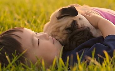 Продажа собак: Мопс, 1 месяц, Самец, С прививкой — 6