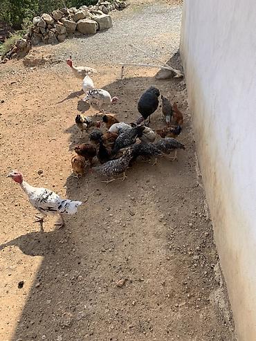 hinduşka balaları: Qarışıq ev quşları satılır - Hind toyuqları (hinduşka və paltarlı — 6