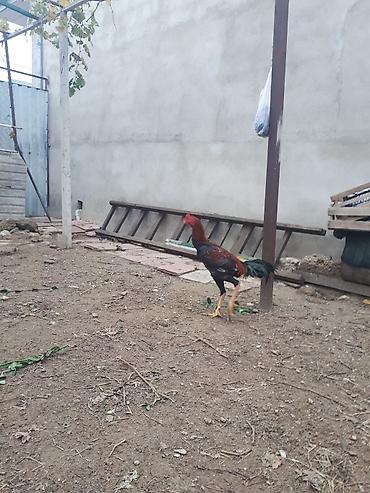 heyrati barter: Xoruz, Heyratı, il: 1 — 7
