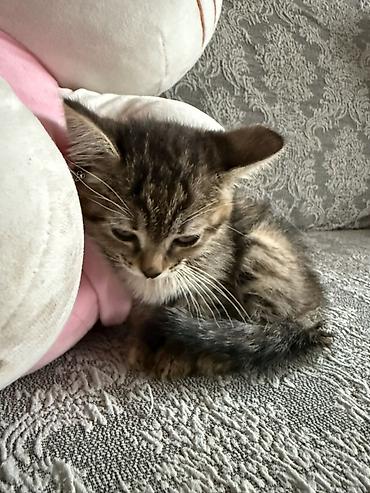 Отдам даром кошку: 2 месяца, Девочка, Метис — 6