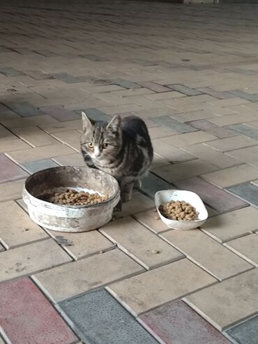 Отдам даром кошку: 6 месяцев, Мальчик, Метис — 5