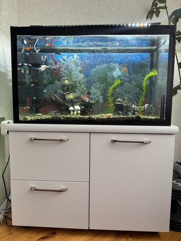 бишон фризе цена: Аквариум-шкаф, Вместе с рыбами, 160 л, Самовывоз