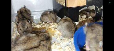 gemiriciler: Hamsterlər