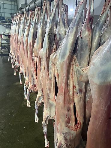 Баранина: Туши баранины на крюках - Цельные охлаждённые туши баранины — 8