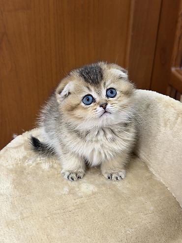 шотландская кошка шиншилла: Шотландский вислоухий котёнок золотого окраса. Шкотиш фолд — 5