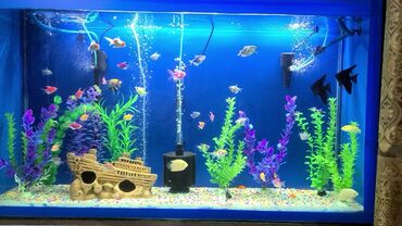 форель рыба: Продам аквариум 350л рыбки уже большие