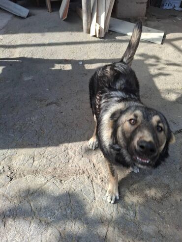 İtlər: 6 ayliqdir.korpelik weklide qoyulub.2-3 dil oyretmiwem otur uzan — 14